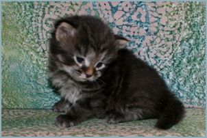 Male Siberian Kitten from Deedlebug Siberians